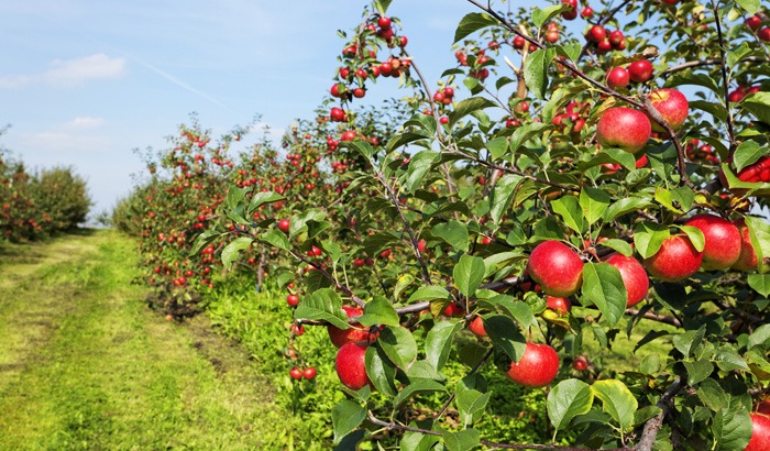 Gulmarg Apple Garden